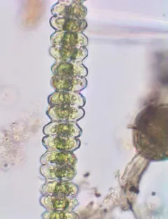 Desmidium asymmetricum thumbnail 1