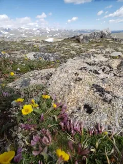 Dwarf Clover thumbnail 3