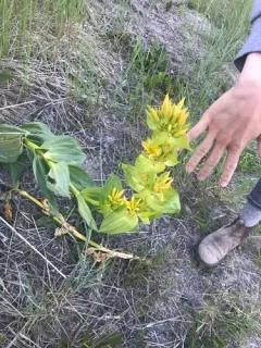 Great Yellow Gentian thumbnail 4