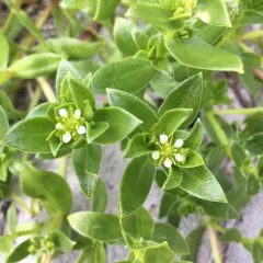 Sea Sandwort thumbnail 2