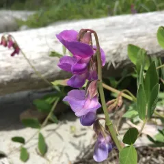 seaside pea thumbnail 4