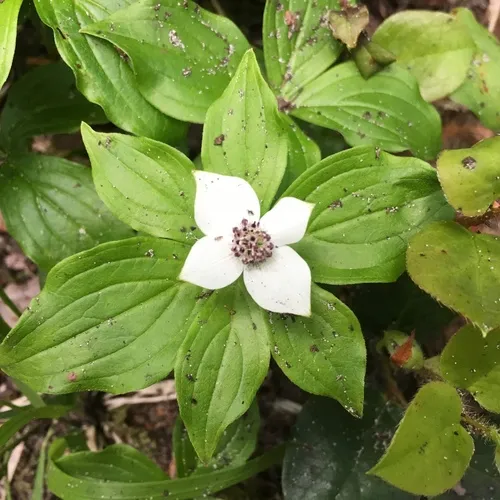 Western Bunchberry
