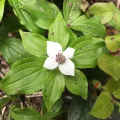 Western Bunchberry thumbnail 1