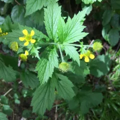 Large-leaved Avens thumbnail 4