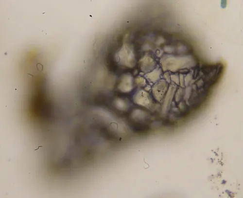 Difflugia nodosa