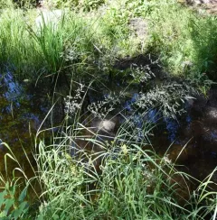 Swamp Meadow-grass thumbnail 3