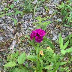 Sweet-William thumbnail 5