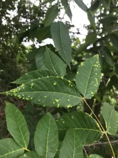 Pseudomicrostroma juglandis thumbnail 1