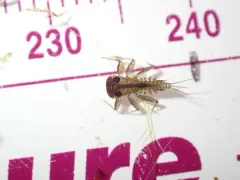 Heptagenia elegantula thumbnail 1