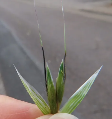 wild oat