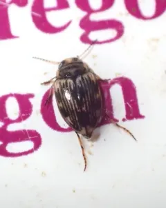 Oreodytes scitulus thumbnail 1