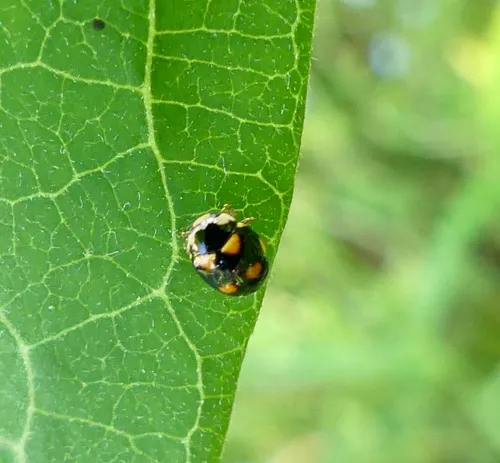 Ten-spotted Spurleg