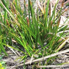 shaved sedge thumbnail 3