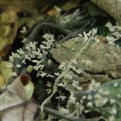 White Carnival Candy Slime Mold thumbnail 2