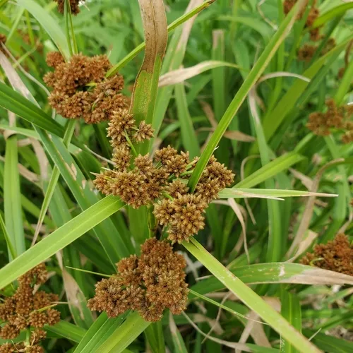 dark green bulrush