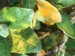 Puccinia caricis-shepherdiae thumbnail 3