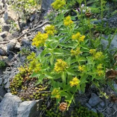 Aizoon Stonecrop thumbnail 4