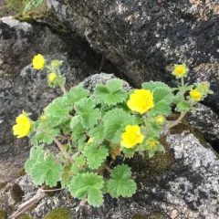 Northern Cinquefoil thumbnail 2