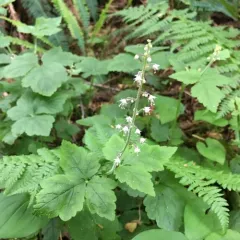 Threeleaf Foamflower thumbnail 4