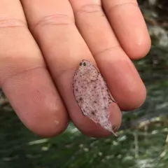 Sand Sole thumbnail 1