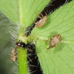 Red Clover Seed Weevil thumbnail 2