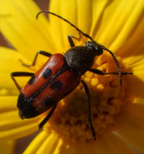 Judolia scapularis