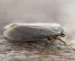 Bogus Yucca Moth thumbnail 3