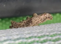 Epermenia albapunctella thumbnail 1