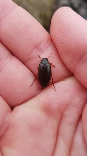 Colymbetes dolabratus
