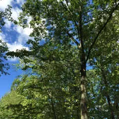 chestnut oak thumbnail 2