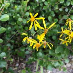 Black-tip Groundsel thumbnail 3