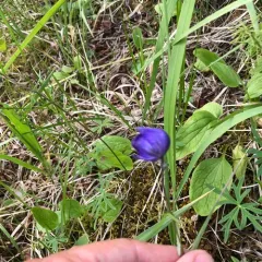 Larkspurleaf Monkshood thumbnail 4