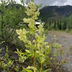 Alaska wild-rhubarb thumbnail 3