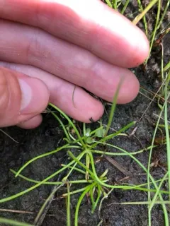 delta mudwort thumbnail 4