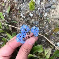 mountain forget-me-not thumbnail 4