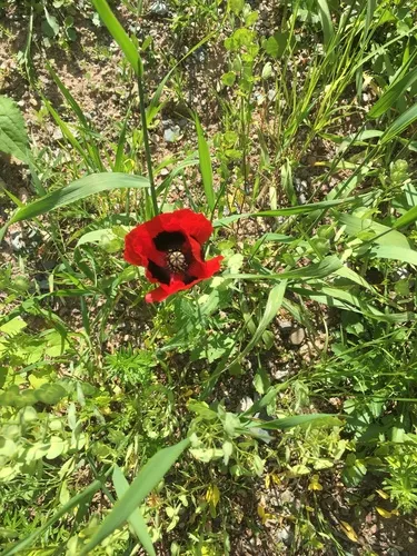 Ladybird Poppy