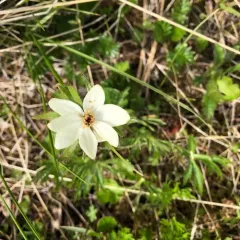 One-flowered anemone thumbnail 4