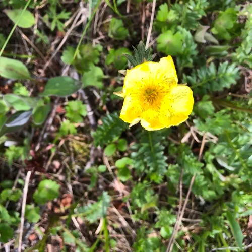 Ross' Avens