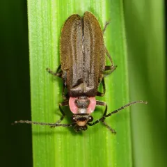 Three-ribbed Soldier Beetle thumbnail 2