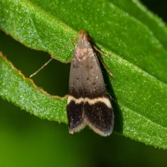 Agrimony Anacampsis Moth thumbnail 4
