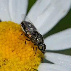 Nemotelus kansensis thumbnail 3