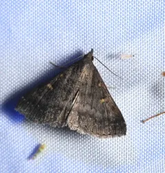 Sober Renia Moth thumbnail 2