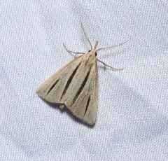 Two-striped Owlet thumbnail 3