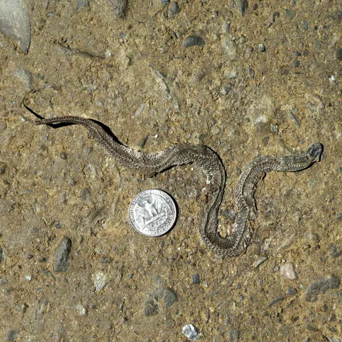 Red-bellied Snake