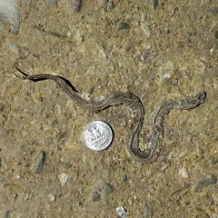 Red-bellied Snake thumbnail 1