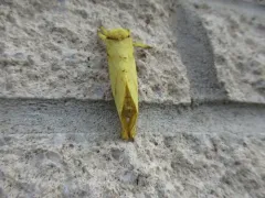 Willow Ghost Moth thumbnail 3