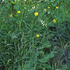 meadow buttercup thumbnail 3