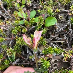 Capitate Lousewort thumbnail 4