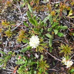 marsh Labrador tea thumbnail 2
