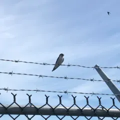 Violet-green Swallow thumbnail 3